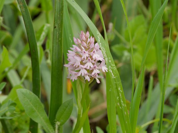 <h3><a href="/trips/kreta/biota/plantae/tracheophyta/liliopsida/asparagales/orchidaceae/anacamptis pyramidalis/anacamptis pyramidalis-nl.html">Anacamptis&nbsp;pyramidalis</a> / Pyramidal&nbsp;orchid / Hondskruid</h3>OM-1 Mark II met OLYMPUS M.150-400mm F4.5 TC, 1/1250 sec  bij F9.0, ISO 2000, afstand 3.74&nbsp;m